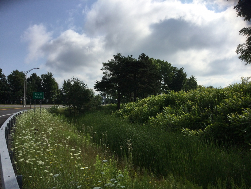 Meadow plants along Veterans Memorial Highway