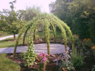 Picture of a Living Willow installation 
