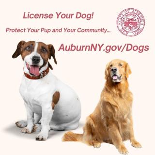 Auburn NY Dog Licensing